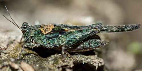 Paratettix scaber